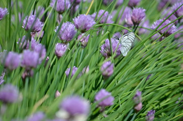 pink flowers and white butterfly