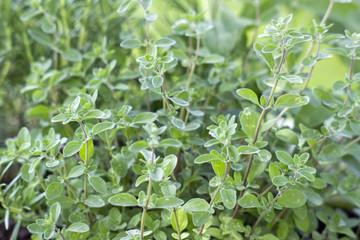 fresh marjoram