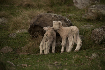 Obraz na płótnie Canvas New Zealand Sheep