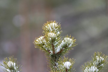 pine branch