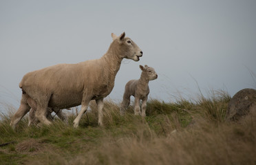 Obraz premium New Zealand Sheep