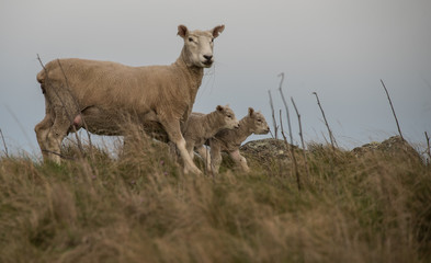 New Zealand Sheep