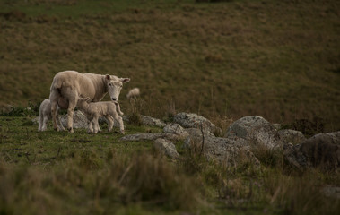 Naklejka na ściany i meble New Zealand Sheep