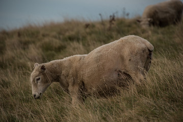 New Zealand Sheep