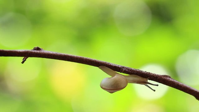 The land snail, bradybaena pellucida, crawling on the twig, HD, raw