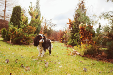 spaniel dog walking in november garden. Late autumn view with conifer and lawn with leaves