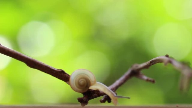 移動するカタツムリ、コハクオナジマイマイ