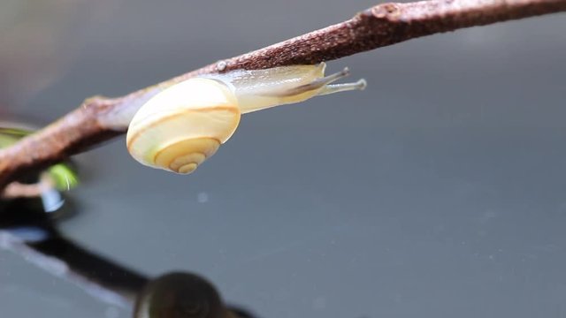 The land snail, bradybaena pellucida, crawling on the twig, HD, raw