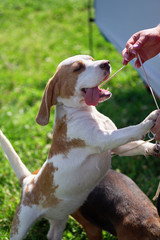 Beagle the smallest of the dogs close-up