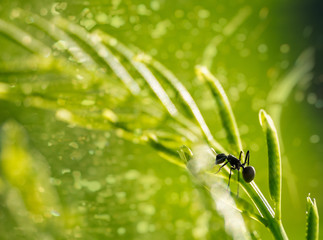 ant in rain
