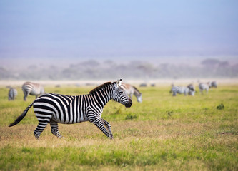 Laufendes Zebra in der Savanne 