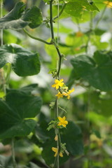 Cucumber flowers in the greenhouse