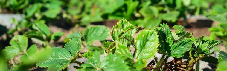 Leaves of strawberry bushes in early spring