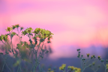 yellow wildflowers on a background of pink sunset sky