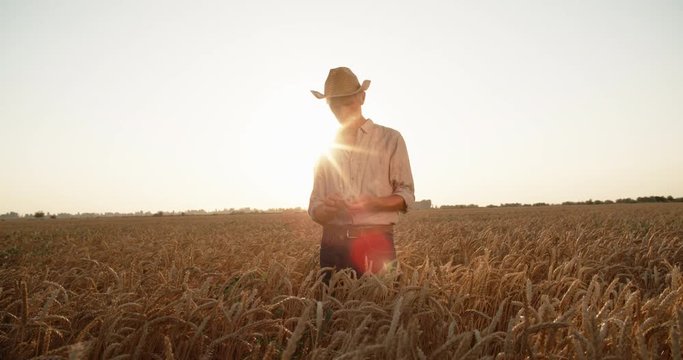 Old farmer standing in wheat field, examining grains of wheat. freedom, agriculture concept 4k