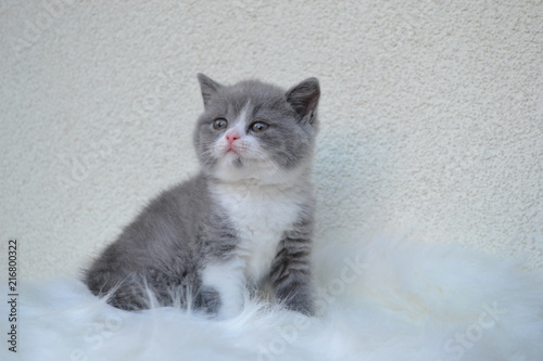 Britisch Kurzhaar Katze In Blau Weiss 6 Wochen Kleopatra