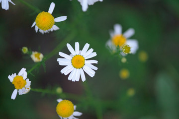 chamomile on the background of green grass. close up