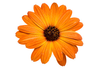 beautiful orange osteospermum or african daisy flower isolated on white