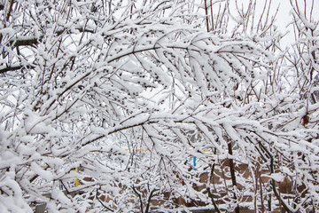 Beautiful winter landscape scene with scene with snow covered trees.