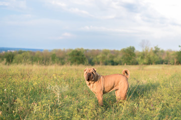 dog breed Sharpei in the field in the grass at sunset.