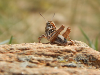 Cricket