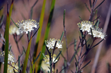 White and yellow flowers of the Australian native Phebalium squamulosum, growing in heath, Little Marley Fire Trail, Royal National Park, Sydney, NSW, Australia. Winter and spring flowering.