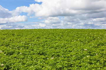Flowering potato field