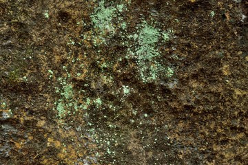 Close up green moss texture on stone and rock, background, nature plant, moss wall