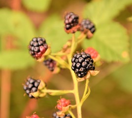 Blackberrys close up selective focus in blurred background