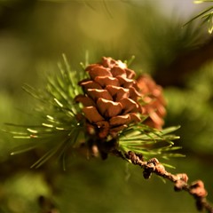 Pine cone close up selective focus in blurred background