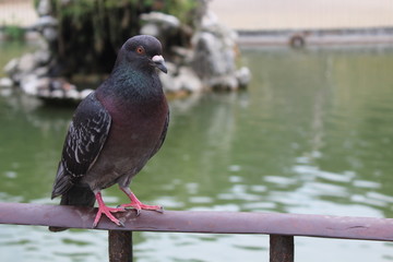 Macro Pigeon