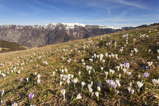 Spring blooms of crocuses on Cima Val Tosella, Monte Grappa, Prealps of Belluno, Seren del Grappa, Belluno province, Veneto, Italy.