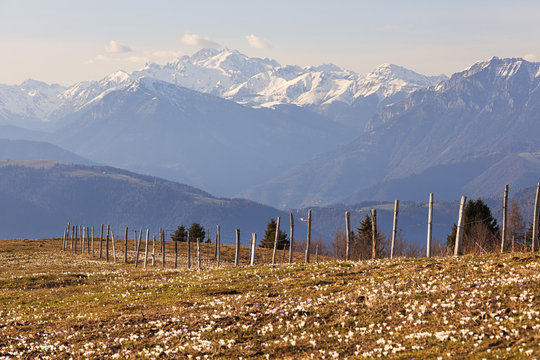 The pastures of Val Tosella Alm with Cima d’Asta on the background, Monte Grappa, Prealps of Belluno, Seren del Grappa, Belluno province, Veneto, Italy.