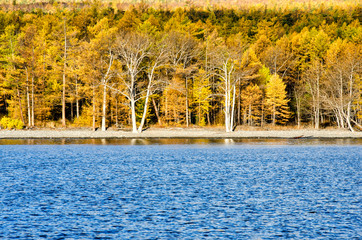 Waves on surface of water with autumn yellow forest