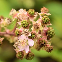 Blackberrys blossom close up selective focus in blurred background