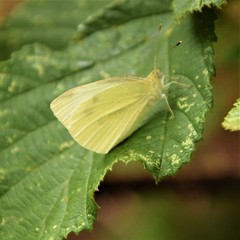 White butterfly on a green leaf close up selective focus in blurred background