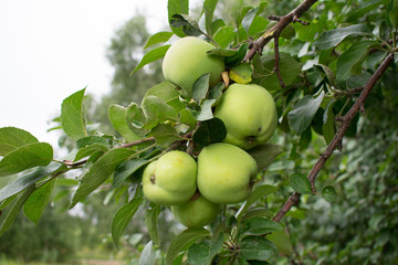 apple