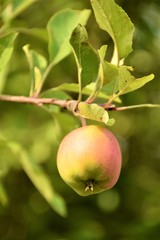 Apple fruits close up selective focus in blurred background