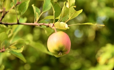 Apple fruits close up selective focus in blurred background