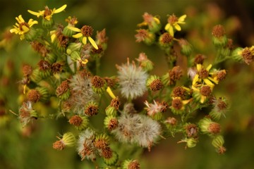 Dry grass close up selective focus in blurred background