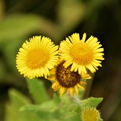 Yellow flower close up selective focus in blurred background