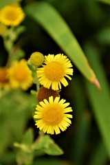 Yellow flower close up selective focus in blurred background
