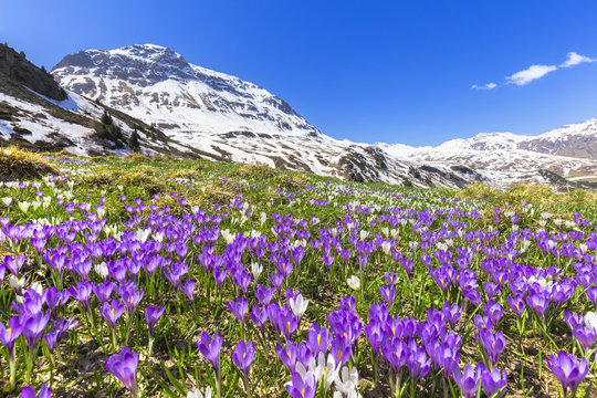 Flowering of purple Crocus nivea at Julier Pass, Parc Ela, Region of Albula, Canton of Graub&uuml;nden, Switzerland, Europe.