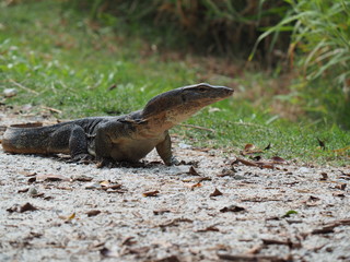 Water monitor lizard