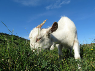White goat grazing on a summer green meadow on blue sky background. Beautiful goat eating grass on the summer pasture