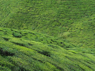 Tea Plantation Cameron Highlands Malaysia