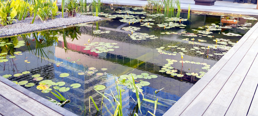 Aquatic plants in a pond