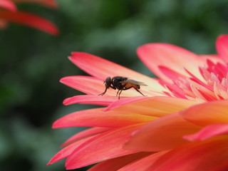 Fly on red Gerbera Flower Close up