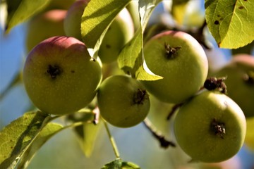 Apple fruits close up selective focus in blurred background
