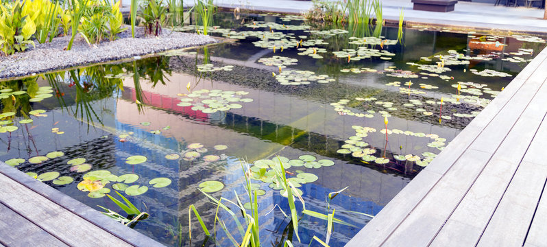 Aquatic plants in a pond